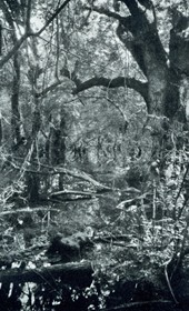 HAB34: “Virgin forest at Divjaka” near Lushnja (Photo: Hugo Bernatzik, 1929).