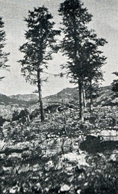 OVG020: Devastated forest at the Albanian-Montenegrin border (Photo: Major Spaits 1912).