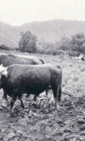 FW129B: “Millennia have passed without a change. Albanian farmer with a hook plough, like the one used by his ancestors at the time of Christ” (Photo: Friedrich Wallisch, 1931).